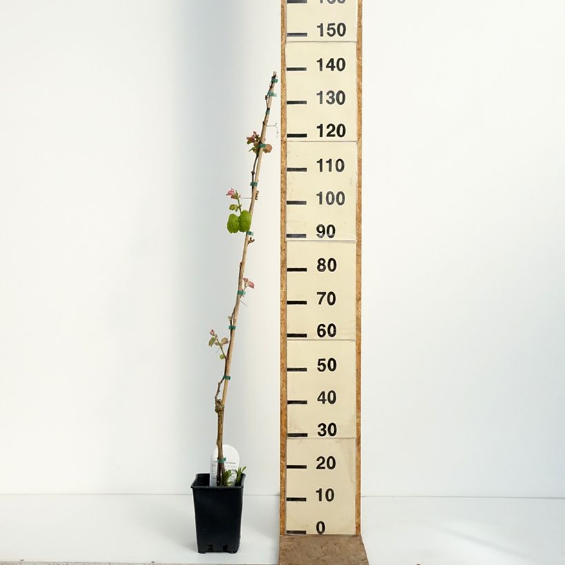 Spécimen de Vigne Smeralda - Vitis vinifera Pot de 1,5L/2L tel que livré au printemps