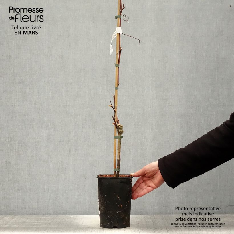 Example of Vigne Solara - Vitis vinifera Pot de 2L/3L as you get in printemps