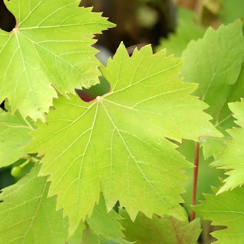 Vigne Solara - Vitis vinifera (Foliage)