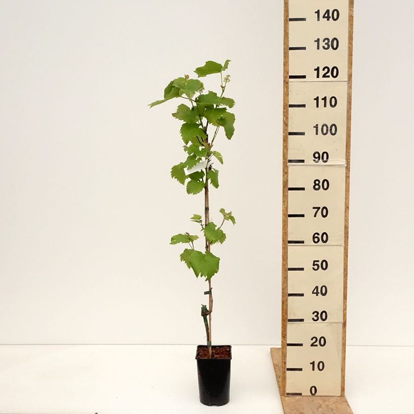 Example of Vigne Solaris - Vitis vinifera Pot de 2L/3L as you get in printemps