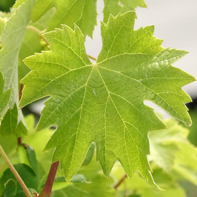 Vigne Timorasso - Vitis vinifera (Feuillage)