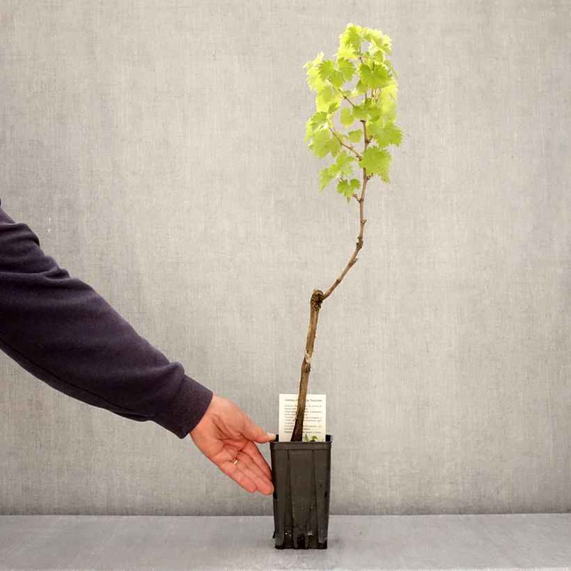 Spécimen de Vigne Timorasso - Vitis vinifera Pot de 1,5L/2L tel que livré au printemps