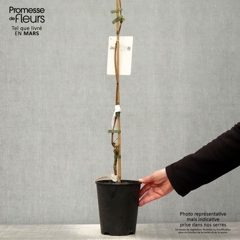 Example of Vigne Venus Pot de 1,5L/2L as you get in printemps