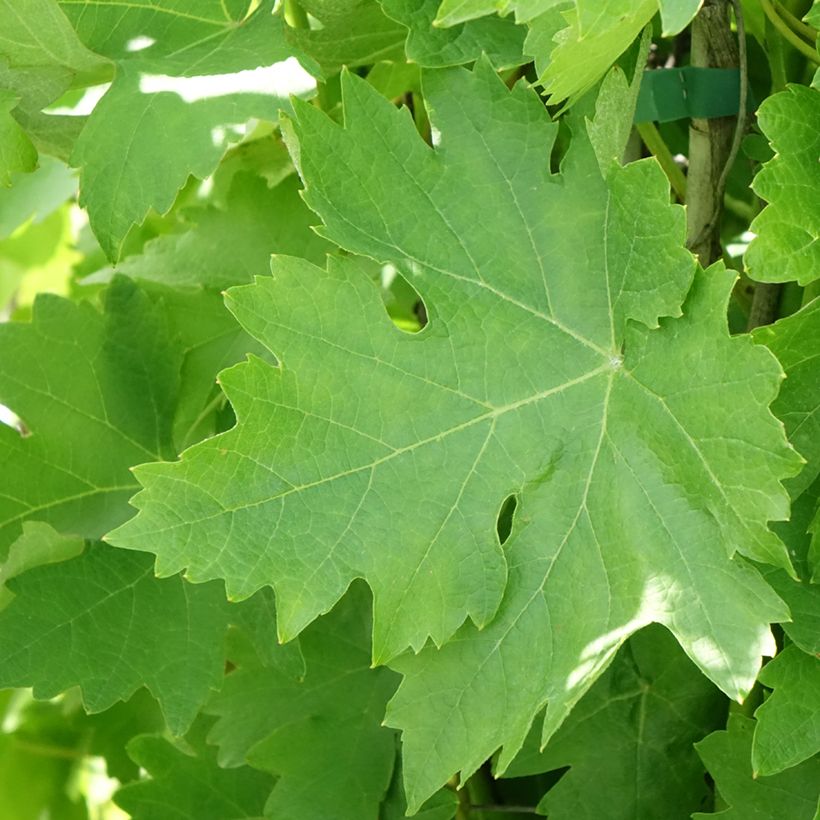 Vigne Verdea blanche - Vitis vinifera (Foliage)