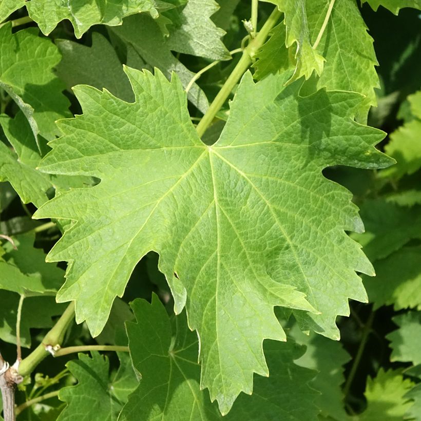 Vigne Vermentino bianco - Vitis vinifera (Foliage)