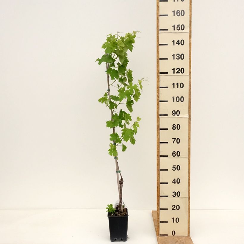 Example of Vigne Vermentino bianco - Vitis vinifera Pot de 1,5L/2L as you get in printemps