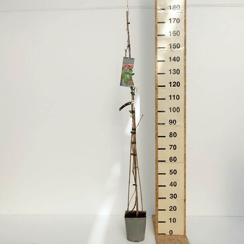 Example of Vigne vierge commune - Parthenocissus viteacea (inserta) Pot de 4L/5L as you get in printemps