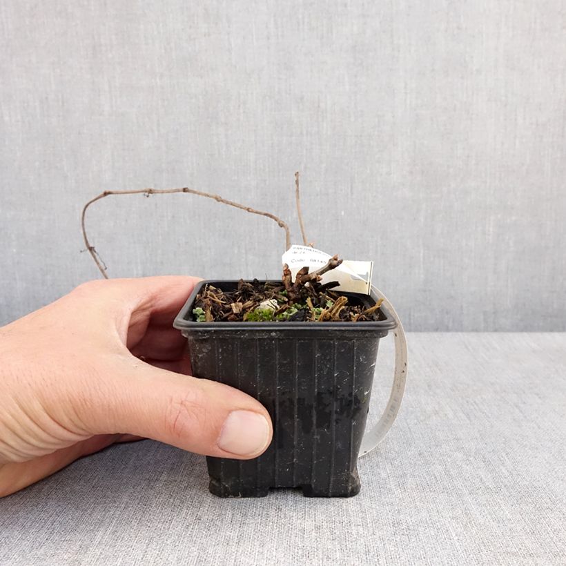 Example of Vigne vierge de Henry - Parthenocissus henryana Godet de 8/9 cm as you get in printemps