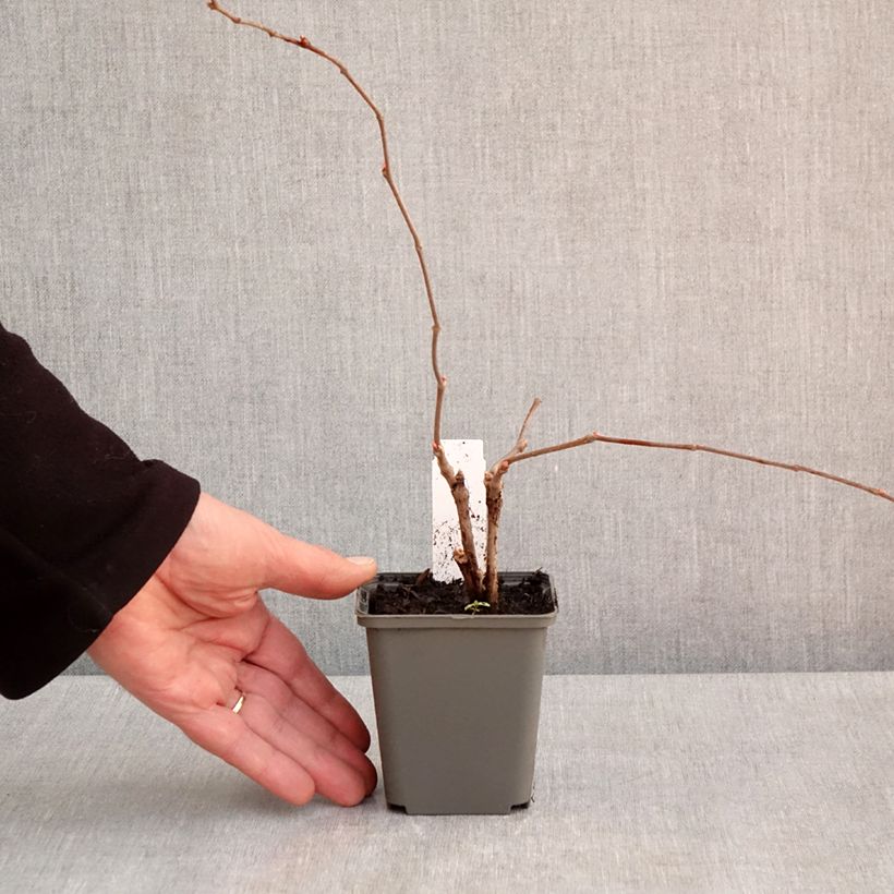 Example of Vigne vierge - Parthenocissus quinquefolia Engelmannii Godet de 8/9 cm as you get in printemps