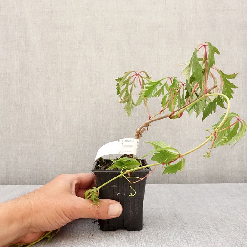 Example of Vigne vierge - Parthenocissus quinquefolia Kirigami Godet de 8/9 cm as you get in printemps