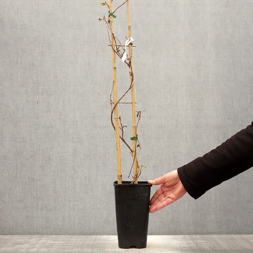 Example of Vigne vierge - Parthenocissus quinquefolia Murorum Pot de 3L/4L as you get in printemps