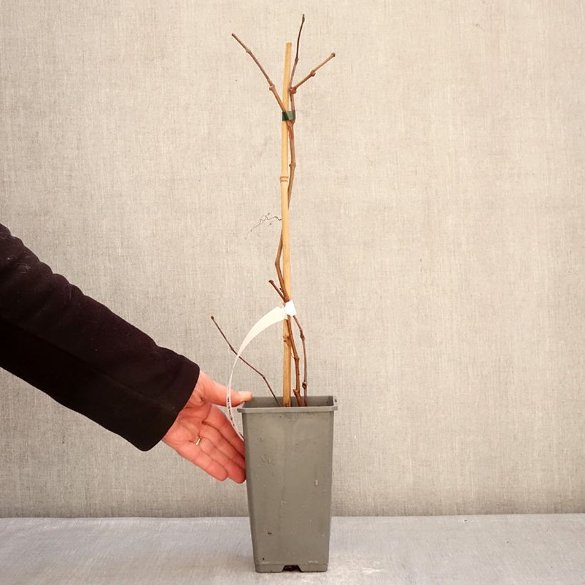 Example of Vigne vierge - Parthenocissus quinquefolia Yellow Wall Pot de 1,5L/2L as you get in hiver