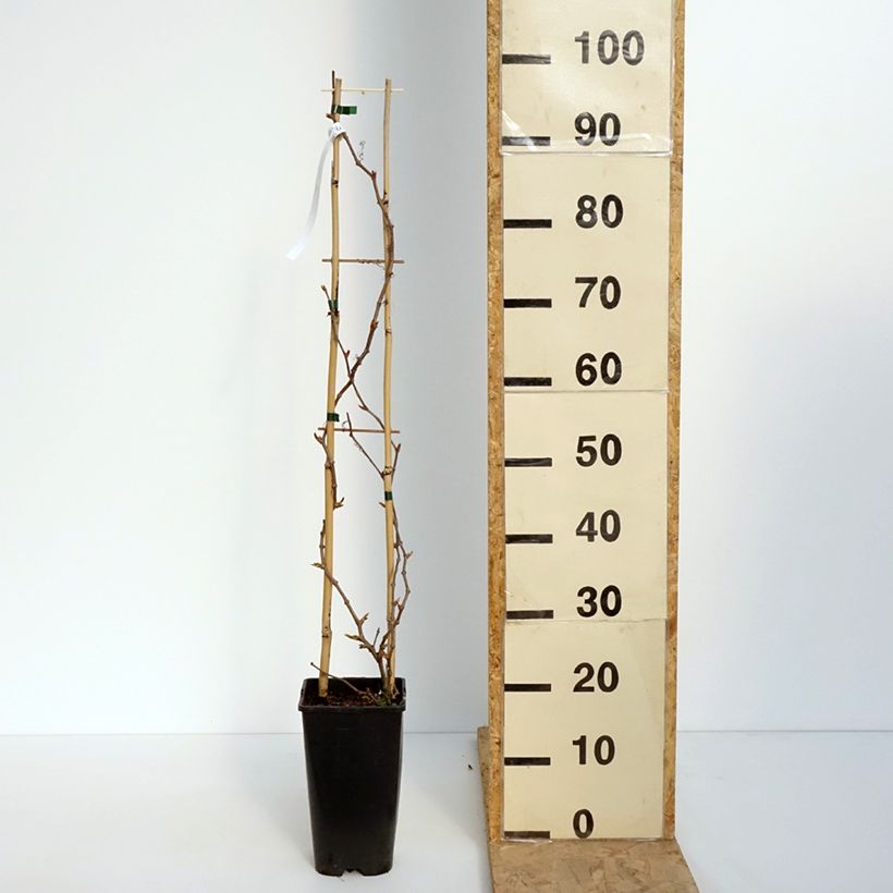 Example of Vigne vierge - Parthenocissus quinquefolia Yellow Wall Pot de 3L/4L as you get in printemps