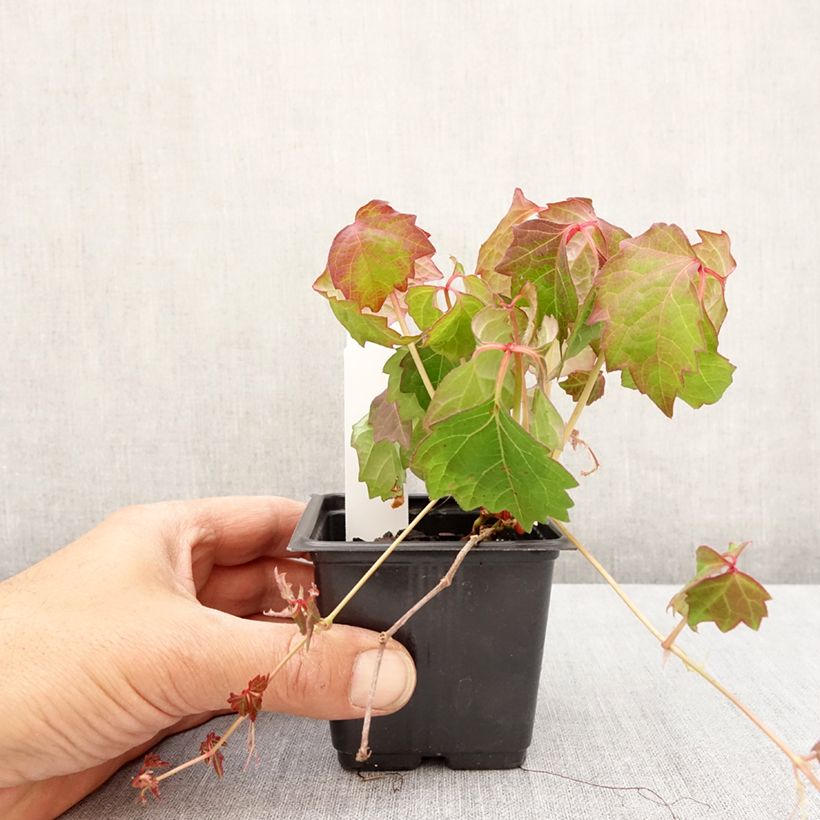Example of Vigne vierge - Parthenocissus tricuspidata Veitchii Godet de 8/9 cm as you get in printemps