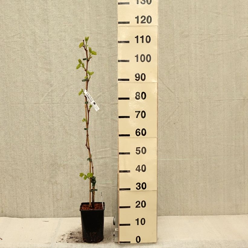 Example of Vigne - Vitis Phoenix Pot de 2L/3L as you get in printemps