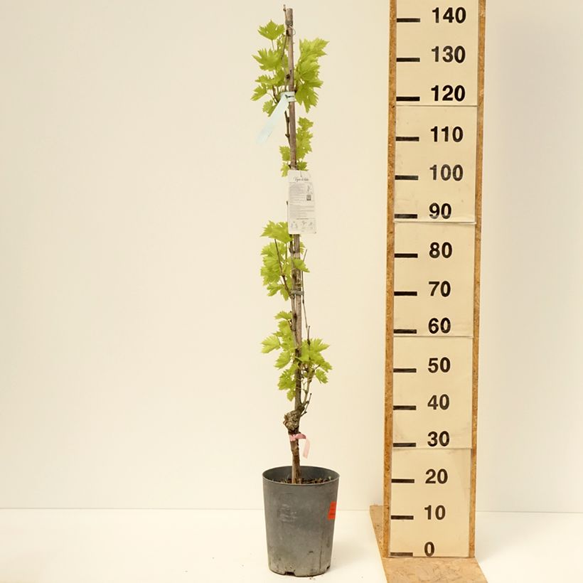 Spécimen de Vigne - Vitis vinifera Argentina Pot de 4L/5L tel que livré au printemps