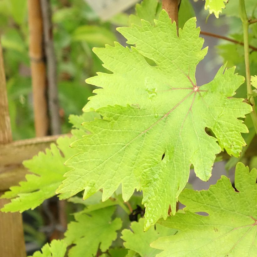 Vigne - Vitis vinifera Argentina (Feuillage)
