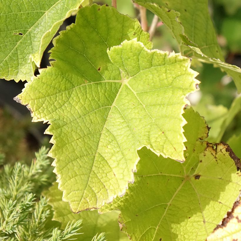 Vigne - Vitis vinifera Himrod (Foliage)