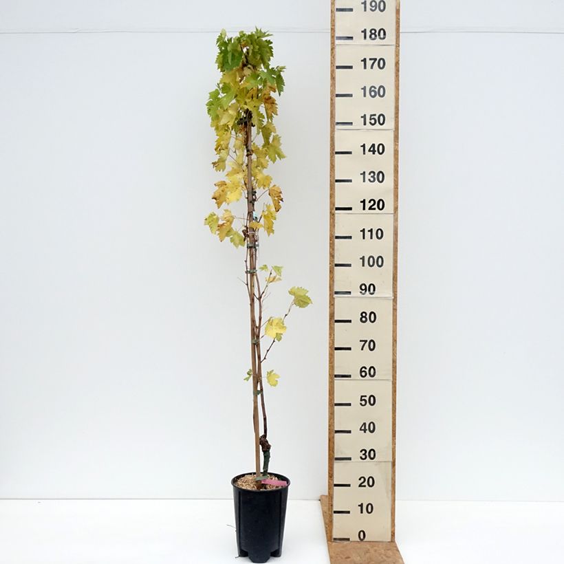 Spécimen de Vigne - Vitis vinifera Miss Pink Pot de 4L/5L tel que livré en automne