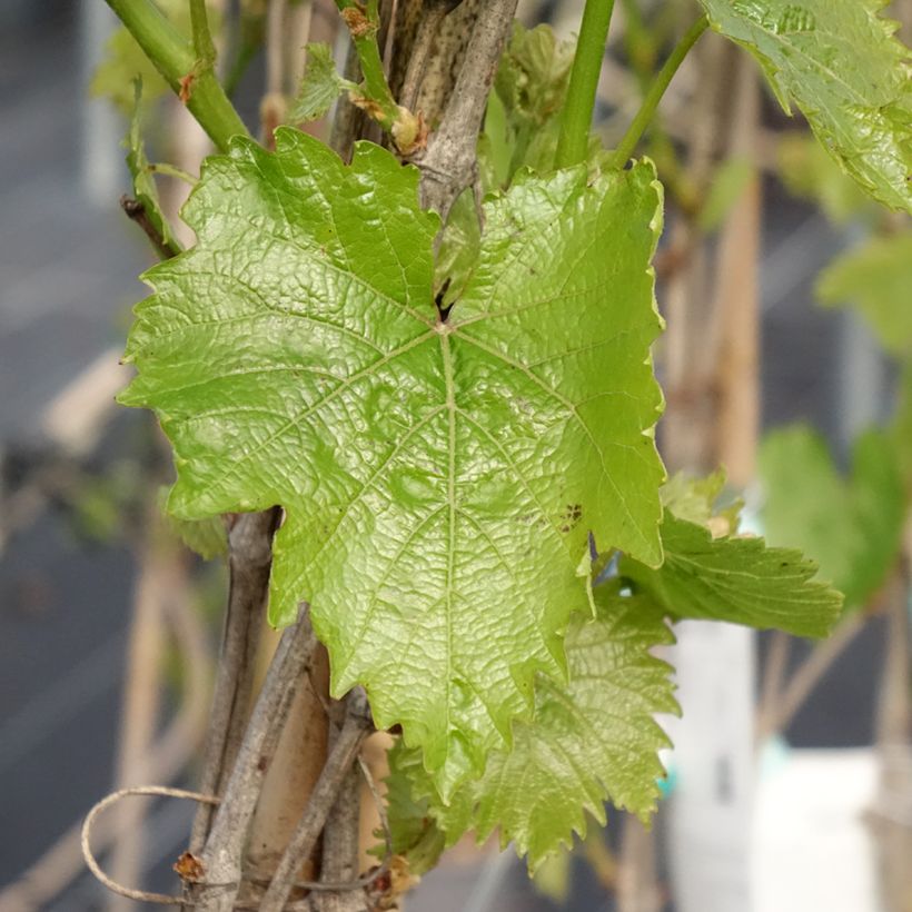 Vigne - Vitis vinifera Muscat Bleu (Foliage)