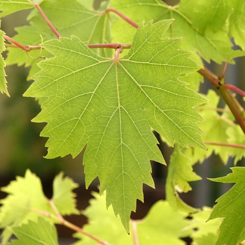 Vigne - Vitis Palatina (Feuillage)