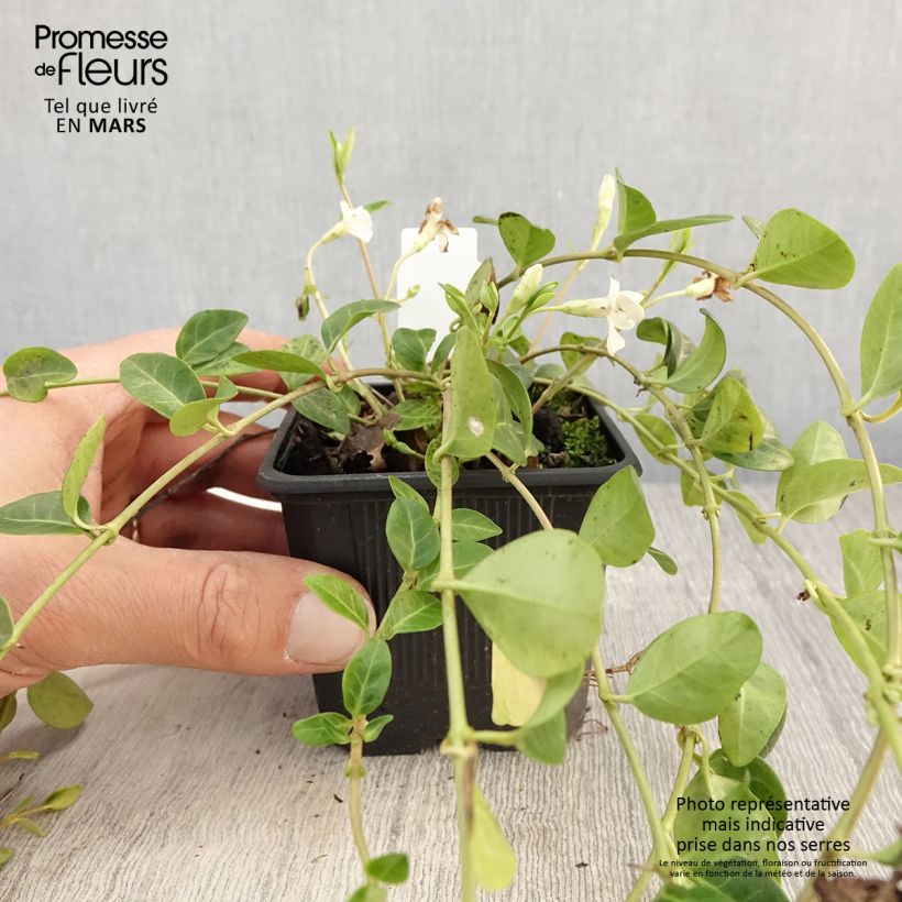 Example of Vinca minor Alba - Petite pervenche Godet de 8/9 cm as you get in printemps