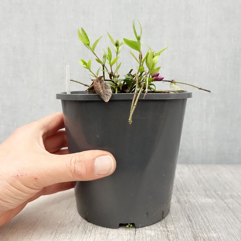 Example of Vinca minor Atropurpurea - Pervenche à petite fleurs   Pot de 2L/3L as you get in printemps