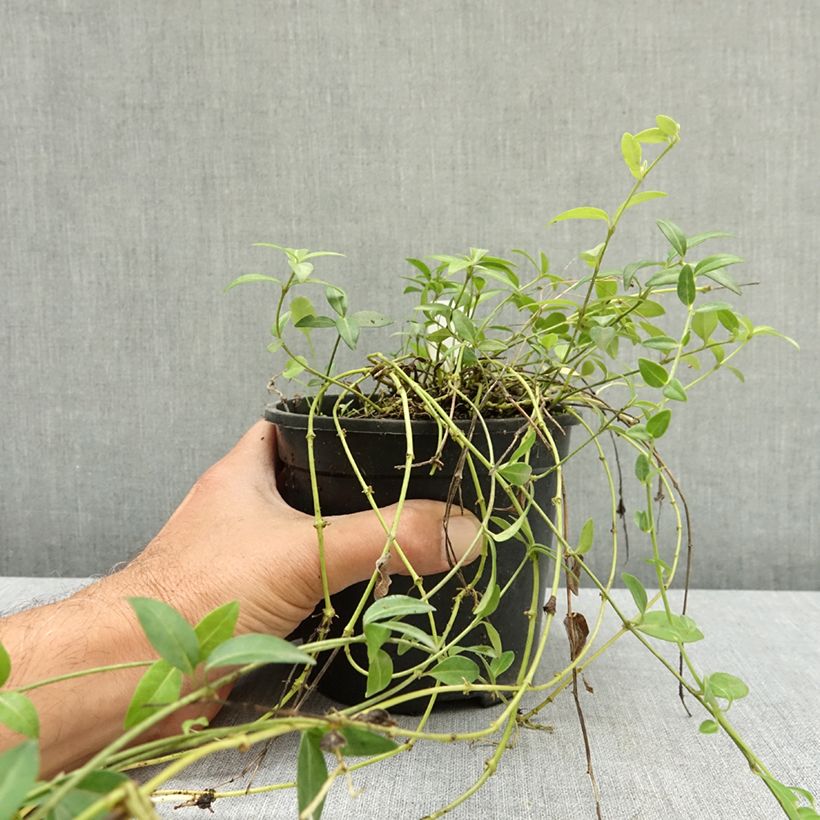 Spécimen de Vinca minor Gertrude Jekyll - Pervenche à petite fleurs  Pot de 2L/3L tel que livré en été