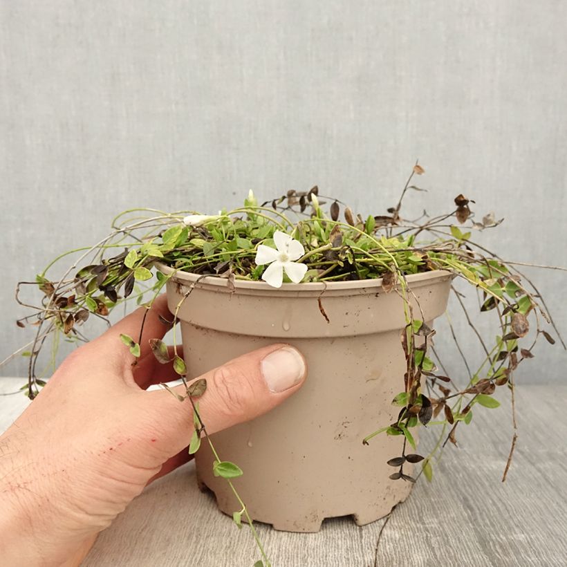 Example of Vinca minor Gertrude Jekyll - Pervenche à petite fleurs  Pot de 2L/3L as you get in printemps