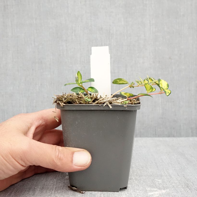 Spécimen de Vinca minor Illumination - Pervenche panachée à petites fleurs  Godet de 8/9 cm tel que livré en automne