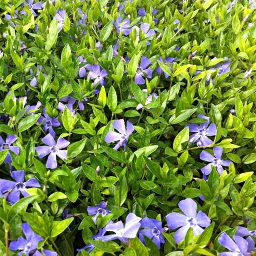 Vinca minor Josefine - Petite pervenche (Flowering)