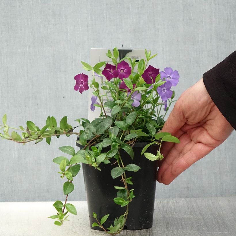 Spécimen de Vinca minor Sebastian s Beste - Trio de petites pervenches Pot de 2L/3L tel que livré au printemps
