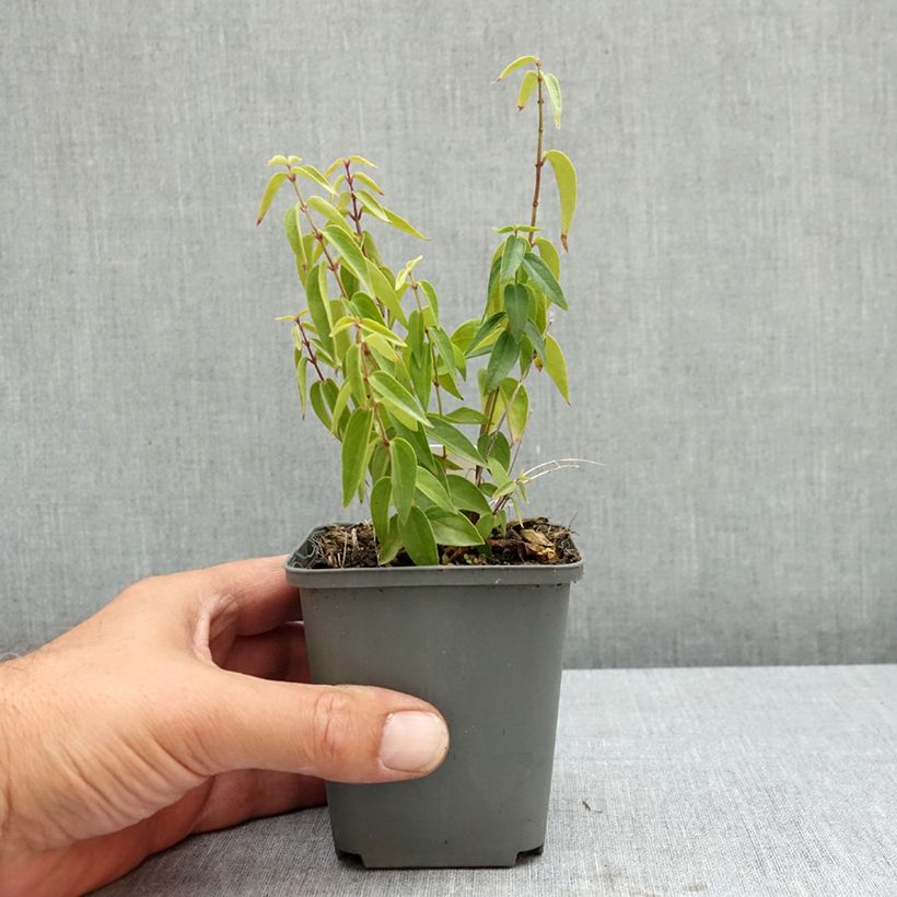 Spécimen de Vincetoxicum hirundinaria (Cyanchum) - Dompte-venin officinal Godet de 8/9 cm tel que livré en été
