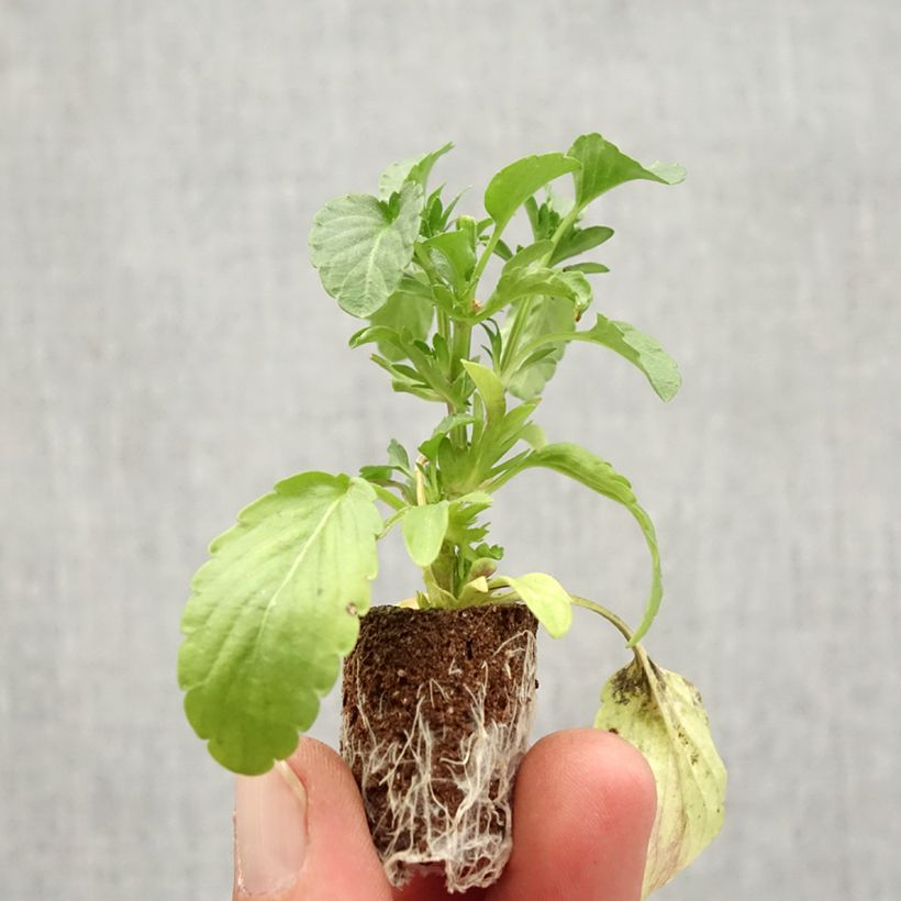 Example of Viola Blue Moon Mini-motte Ø 1,5/2,5 cm, Plant vert de 3 à 5 cm de haut environ as you get in automne