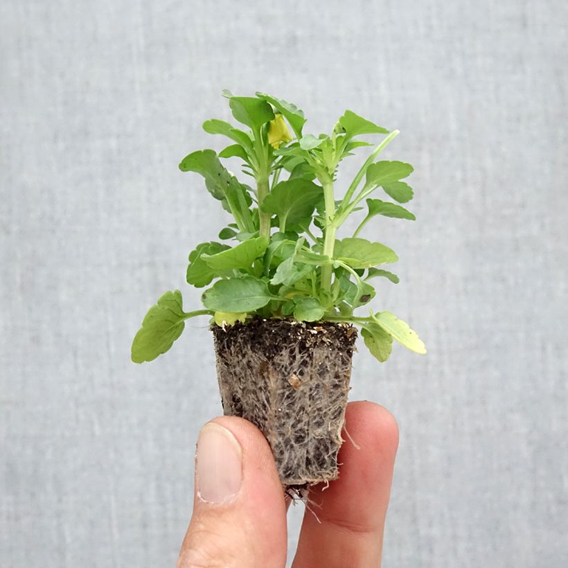 Spécimen de Viola cornuta Butterfly Mix Mini-motte Jardimotte : motte 3,8 cm x 3,2 cm en plaque de culture par 16, Plant vert de 5 cm de haut environ tel que livré en automne