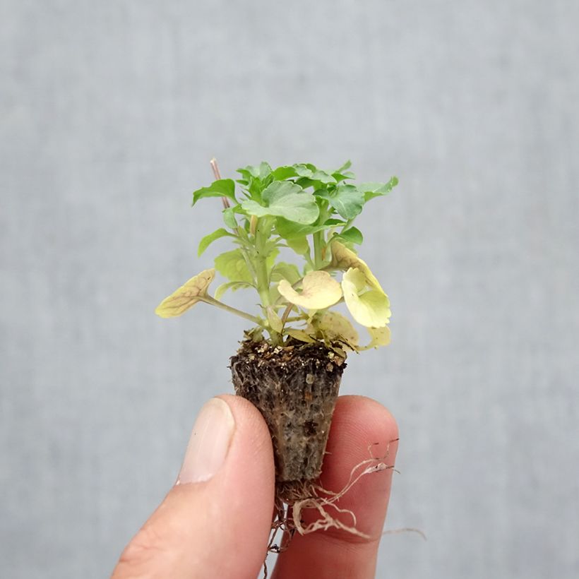 Spécimen de Viola cornuta Butterfly Orange and Purple Mini-motte Minimotte : motte 2,2 cm x 2 cm en plaque de culture par 35, Plant vert de 3 cm de haut environ tel que livré en automne