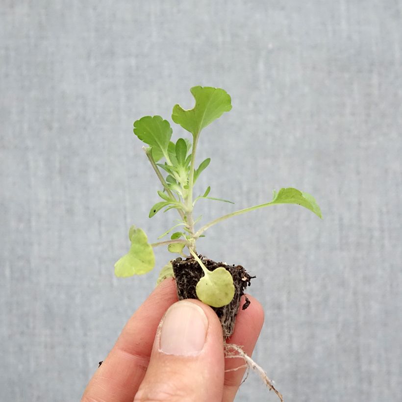 Spécimen de Viola cornuta Prim Up Citrus mélange  Minimotte : motte 2,2 cm x 2 cm en plaque de culture par 35, Plant vert de 3 cm de haut environ tel que livré en automne