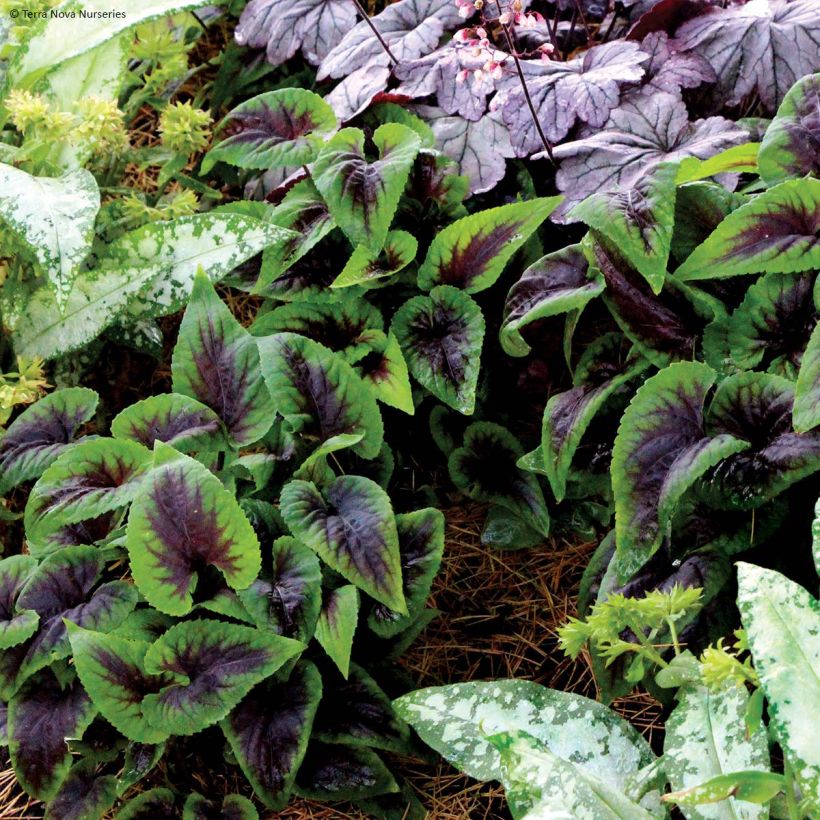 Violette vivace - Viola Heartthrob (Port)