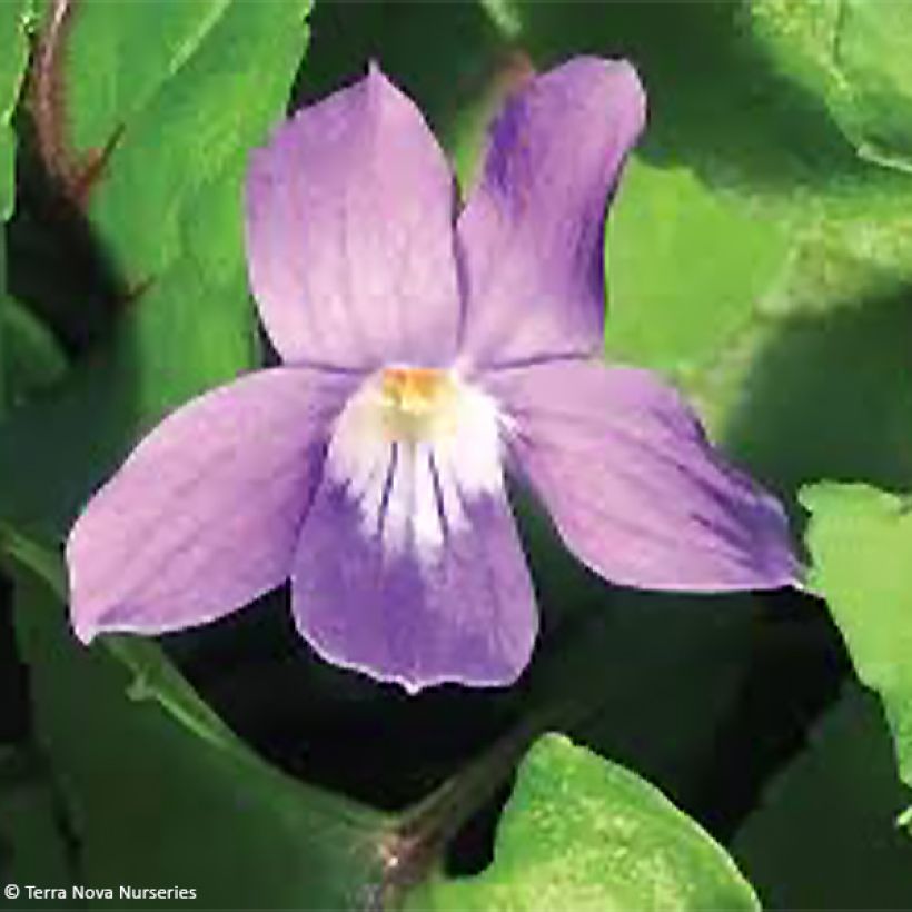 Violette vivace - Viola Heartthrob (Floraison)