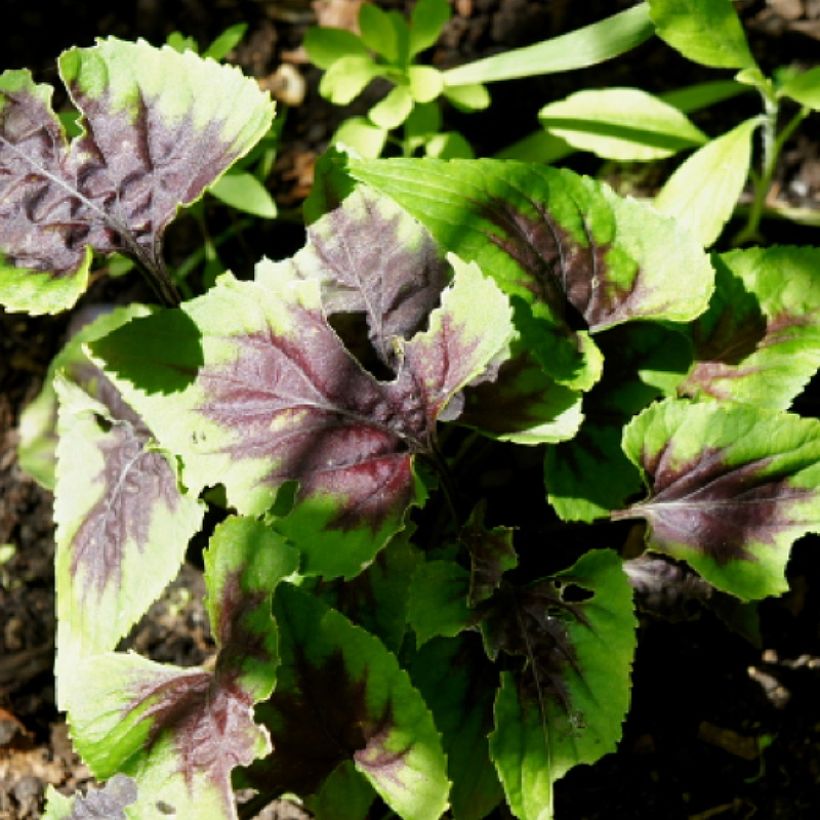 Violette vivace - Viola Heartthrob (Feuillage)