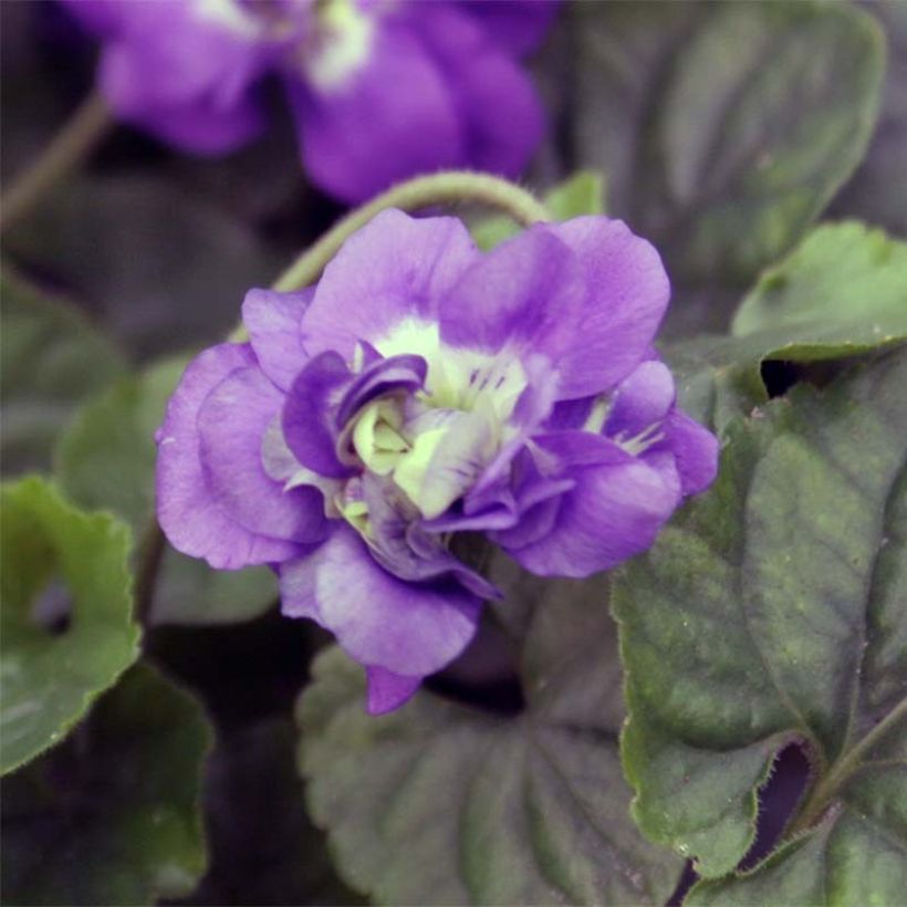 Violette odorante - Viola odorata Plena (Flowering)