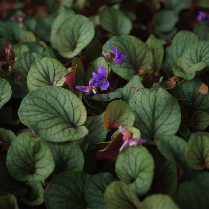 Viola walteri Silver Gem - Violette des Appalaches (Foliage)