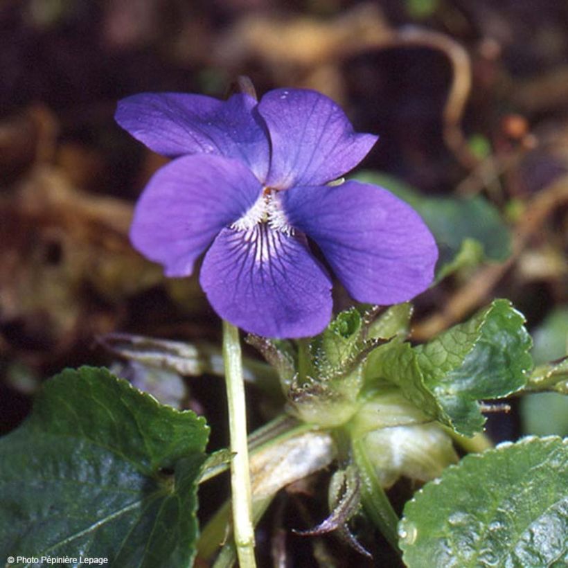 Violette odorante Mrs Pinehurst - Viola odorata (Flowering)
