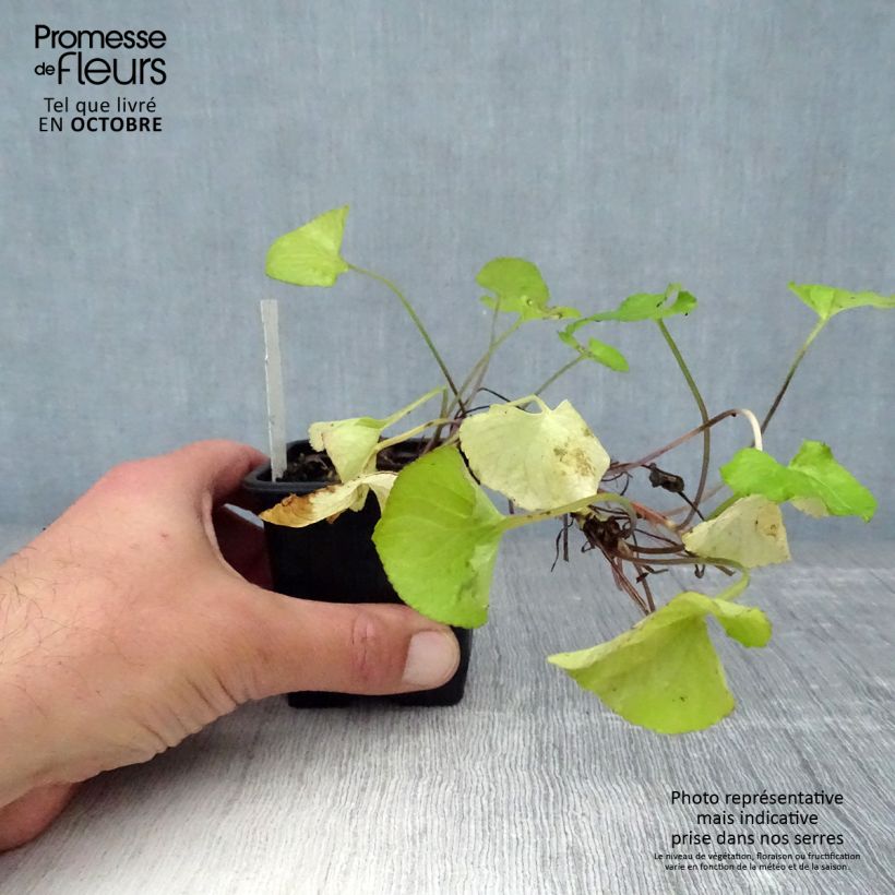 Spécimen de Violette odorante Mrs Pinehurst - Viola odorata Godet de 8/9 cm tel que livré en automne