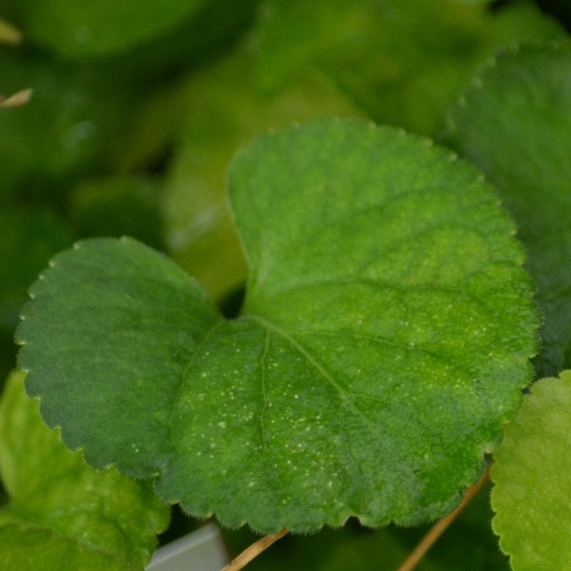 Violette odorante, Viola odorata Alba (Foliage)