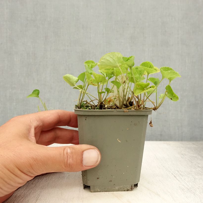 Spécimen de Violette odorante, Viola odorata Alba Godet de 8/9 cm tel que livré en été