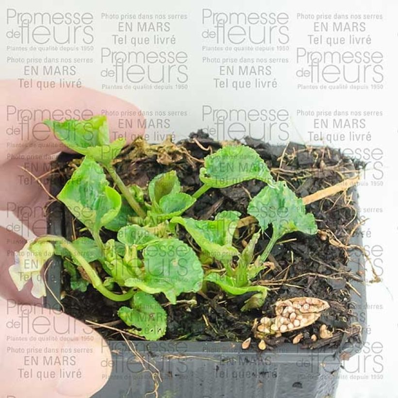 Exemple de spécimen de Violette vivace - Viola sororia Priceana, pensée Godet de 8/9 cm tel que livré