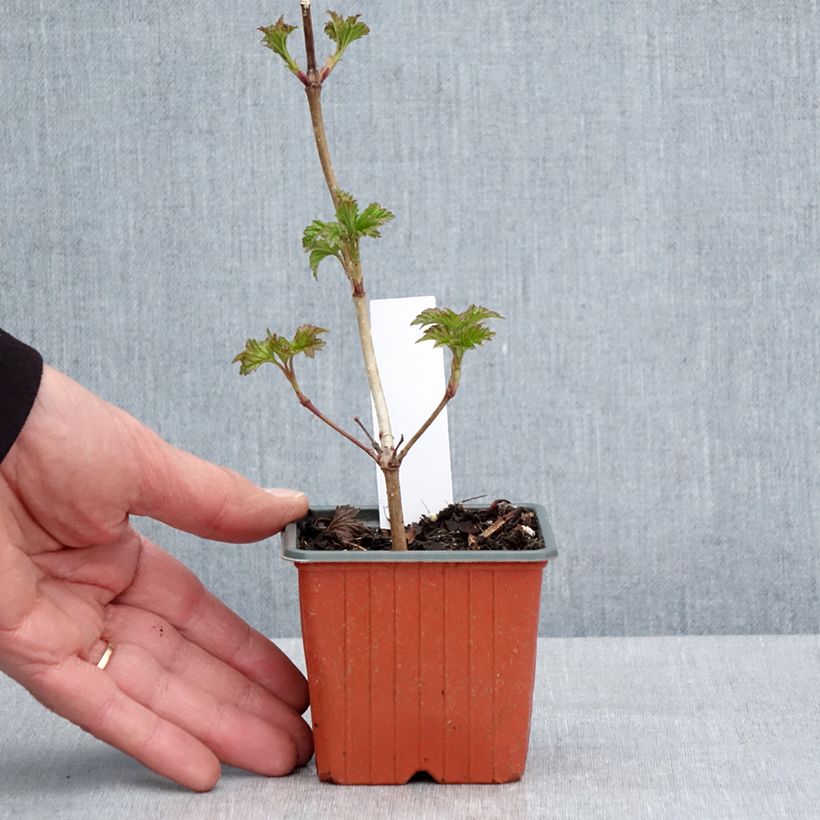 Example of Viorne Boule de Neige - Viburnum opulus Roseum Godet de 8/9 cm as you get in printemps