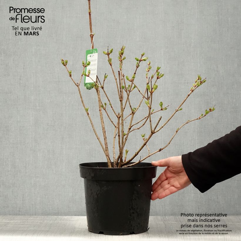 Example of Viorne Boule de Neige - Viburnum opulus Roseum Pot de 7,5L/10L as you get in printemps