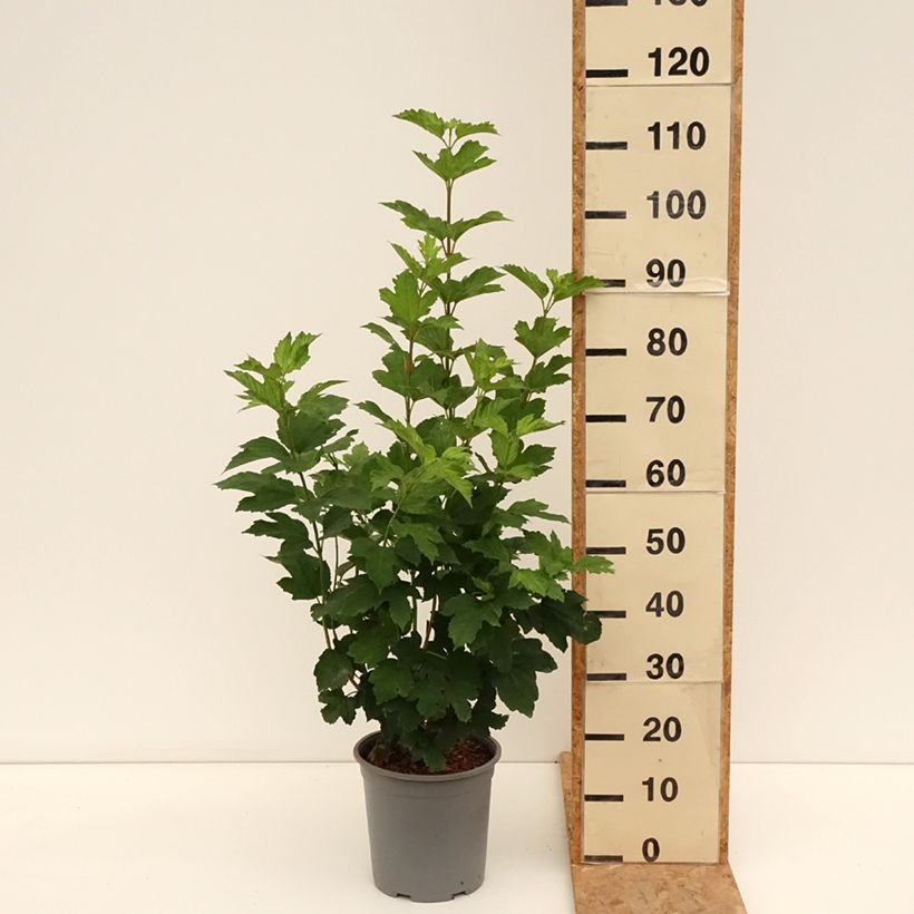 Spécimen de Viorne Boule de Neige - Viburnum opulus Roseum Pot de 7,5L/10L tel que livré en été